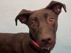 Adopt Pattie a Labrador Retriever, Mixed Breed