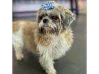 Adopt Daffodil a Shih Tzu