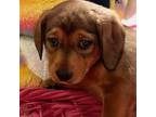 Adopt Elina a Labrador Retriever, Beagle