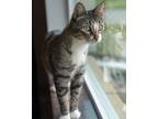 Adopt Polly a Domestic Short Hair