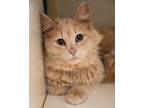 Adopt Uni a Domestic Medium Hair, Domestic Short Hair