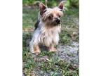 Adopt Blondie a Yorkshire Terrier