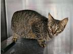 Adopt Scat Cat a Domestic Short Hair