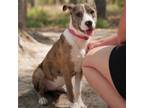 Adopt Sadie a Catahoula Leopard Dog