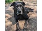 Adopt Dory a Black Labrador Retriever