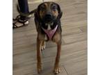 Adopt Gracey a Hound