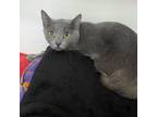 Adopt Tracy a Domestic Short Hair