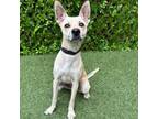 Adopt Tonya a Carolina Dog