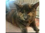 Adopt Rosie a Domestic Short Hair