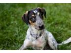 Adopt Triscuit a Bluetick Coonhound