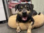 Adopt SUSIE a Rottweiler