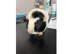 Adopt Rotini a Guinea Pig