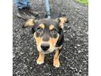 Adopt Moxie a Mixed Breed