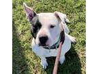 Adopt Pearl a Mixed Breed, Pit Bull Terrier