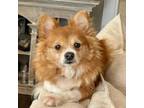 Adopt Gabby 04-0202 a Pomeranian