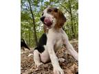 Adopt Willow a American Foxhound