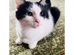 Adopt Jelly Bean 8506 a Domestic Short Hair