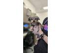 Adopt MISSY a Yorkshire Terrier