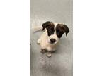 Adopt VIENNA a Border Collie, Pointer