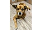 Adopt KAYLA a Redbone Coonhound, Mixed Breed