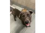 Adopt OLIVIA a Pit Bull Terrier