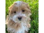 Maltipoo Puppy for sale in Seneca Falls, NY, USA