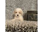 Poodle (Toy) Puppy for sale in Knoxville, TN, USA