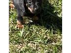 Dachshund Puppy for sale in Crossville, TN, USA