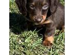 Dachshund Puppy for sale in Crossville, TN, USA