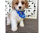 Cavapoo Puppy for sale in Richmond, IL, USA