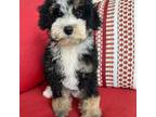 mini bernedoodle