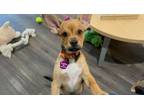 Adopt Daisy Flower Bluff a Black Mouth Cur, Pit Bull Terrier