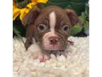 Boston Terrier Puppy for sale in Martinsville, IN, USA