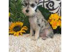 Schnauzer (Miniature) Puppy for sale in Martinsville, IN, USA