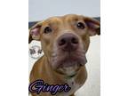 Adopt Ginger a Pit Bull Terrier, Labrador Retriever