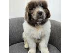 Newfoundland Puppy for sale in Fredericksburg, OH, USA