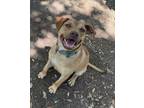 Adopt Kinsey a Pit Bull Terrier, Shepherd