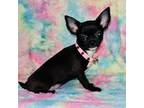 Chihuahua Puppy for sale in Cincinnati, OH, USA