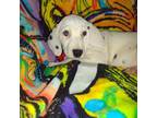 Dalmatian Puppy for sale in Rutherfordton, NC, USA