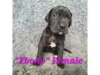 Great Dane Puppy for sale in Chesterfield, MI, USA