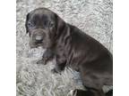 Great Dane Puppy for sale in Chesterfield, MI, USA