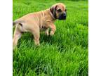 Great Dane Puppy for sale in Chesterfield, MI, USA