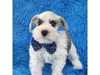 Schnauzer (Miniature) Puppy for sale in Brashear, TX, USA