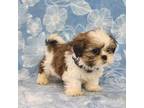 Shih Tzu Puppy for sale in Brashear, TX, USA