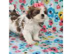 Shih Tzu Puppy for sale in Brashear, TX, USA