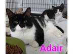 Adopt Adair (Mom) a Domestic Short Hair