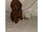 Poodle (Toy) Puppy for sale in Dallas, TX, USA