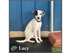 Adopt Lucy a Dalmatian, Retriever