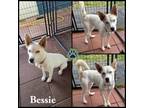 Adopt Bessie a Husky, Cattle Dog