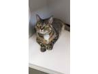 Adopt Chai a Domestic Short Hair